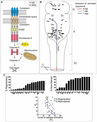 Role of Caspase-8 and Fas in Cell Death After Spinal Cord Injury